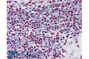 ABIN185611 (5µg/ml) staining of paraffin embedded Human Spleen.