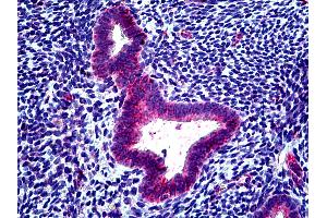 Anti-CLCN2 antibody IHC of human uterus. (CLCN2 抗体  (AA 738-751))