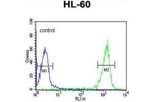 Flow cytometric analysis of HL-60 cells using PATL1 Antibody (C-term) Cat. (PATL1 抗体  (C-Term))