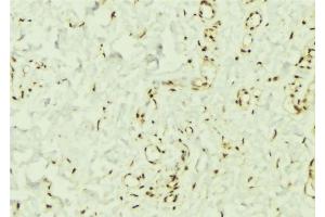 ABIN6269332 at 1/100 staining Mouse muscle tissue by IHC-P. (PTPN11 抗体  (C-Term))