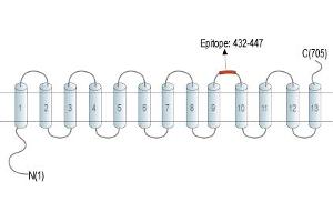 Representative domain view of the target of ABIN7885468.