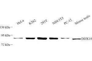 Western blot analysis of DDX18 (ABIN7073695) at dilution of 1: 500 (DDX18 抗体)