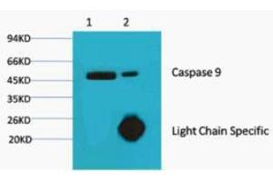 Immunoprecipitation (IP) analysis: 1) Input: Hela Cell Lysate 2) IP product: IP dilute 1:200 (Caspase 9 抗体)