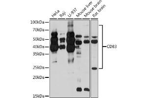 CD83 抗体