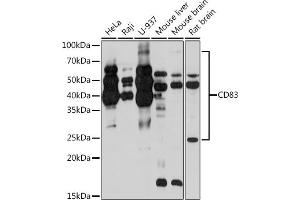 Western blot analysis of extracts of various cell lines, using CD83 Rabbit mAb (ABIN7266223) at 1:1000 dilution. (CD83 抗体)