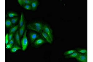 Immunofluorescent analysis of HepG2 cells using ABIN7150681 at dilution of 1:100 and Alexa Fluor 488-congugated AffiniPure Goat Anti-Rabbit IgG(H+L) (PDE11A 抗体  (AA 42-190))