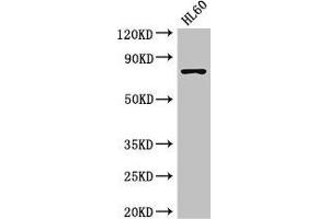 Western Blot Positive WB detected in: HL60 whole cell lysate All lanes: RARS antibody at 3. (RARS 抗体  (AA 201-500))