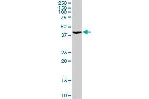 PA2G4 MaxPab rabbit polyclonal antibody. (PA2G4 抗体  (AA 1-394))