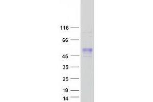FAM187B Protein (Myc-DYKDDDDK Tag)