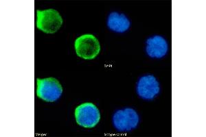 Immunofluorescence staining of fixed Jurkat cells with anti-CD1a antibody CBT6. (Recombinant CD1a 抗体)
