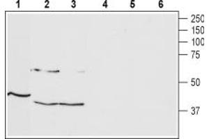 anti-Thyrotropin-Releasing Hormone Receptor (TRHR) (AA 336-349), (Intracellular) antibody