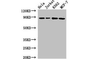 Western Blotting (WB) image for anti-Calnexin (CANX) (AA 265-469) antibody (ABIN7146508)