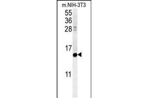 Western blot analysis in mouse NIH-3T3 cell line lysates (35ug/lane). (CRABP1 抗体  (C-Term))