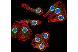 Immunofluorescence analysis of GC-7901 cells using LMNB2 mouse mAb (green). (Lamin B2 抗体  (AA 401-600))