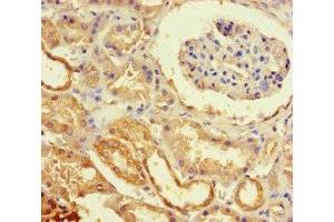 Immunohistochemistry of paraffin-embedded human kidney tissue using ABIN7151766 at dilution of 1:100 (ECEL1 抗体  (AA 425-775))
