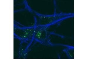 GABARAP antibody testing of mouse MEFs and mouse motor neurons. (GABARAP 抗体  (AA 1-30))