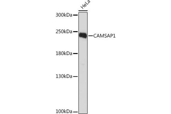 CAMSAP1 抗体  (AA 350-650)