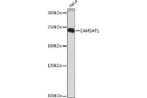Western blot analysis of extracts of HeLa cells, using C Rabbit pAb (ABIN7266029) at 1:1000 dilution. (CAMSAP1 抗体  (AA 350-650))
