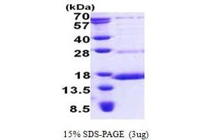SDS-PAGE (SDS) image for NADH Dehydrogenase (Ubiquinone) Fe-S Protein 6, 13kDa (NADH-Coenzyme Q Reductase) (NDUFS6) (AA 28-124) protein (His tag) (ABIN5853085)