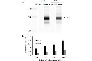 Transcription factor activity assay of GATA-2 from nuclear extracts of K562 cells or HeLa cells.
