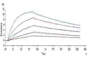Human IL-18 R1, His Tag captured on CM5 Chip via anti-His antibody can bind Human IL-18, No Tag with an affinity constant of 1.