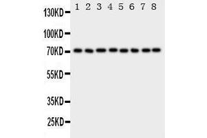 Western Blotting (WB) image for anti-Heat Shock 70kDa Protein 8 (HSPA8) (AA 563-582), (C-Term) antibody (ABIN3044192) (Hsc70 抗体  (C-Term))