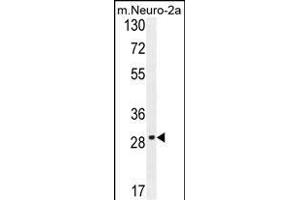 OR9Q1 Antibody (C-term) (ABIN654850 and ABIN2844515) western blot analysis in mouse Neuro-2a cell line lysates (35 μg/lane). (OR9Q1 抗体  (C-Term))
