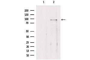 Western blot analysis of extracts from 293, using BRD3 Antibody. (BRD3 抗体  (C-Term))