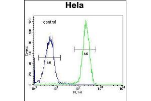 Flow cytometric analysis of Hela cells (right histogram) compared to a negative control cell (left histogram). (Foxk1 抗体  (C-Term))