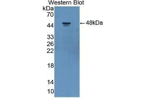 Western Blotting (WB) image for anti-Adiponectin Receptor 2 (ADIPOR2) (AA 2-155) antibody (ABIN3209224) (Adiponectin Receptor 2 抗体  (AA 2-155))