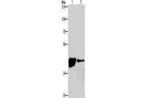Western Blotting (WB) image for anti-Mitogen-Activated Protein Kinase 11 (MAPK11) antibody (ABIN2826394) (MAPK11 抗体)