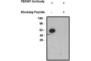 Image no. 1 for anti-F-Box and WD Repeat Domain Containing 7 (FBXW7) antibody (ABIN4620357) (FBXW7 抗体)