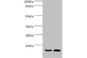 Western Blotting (WB) image for anti-ATP Synthase, H+ Transporting, Mitochondrial F0 Complex, Subunit F6 (ATP5J) (AA 1-108) antibody (ABIN7144871)