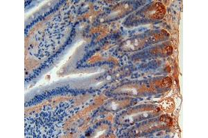 Used in DAB staining on fromalin fixed paraffin- embedded intestine tissue (Angiopoietin 4 抗体  (AA 36-297))
