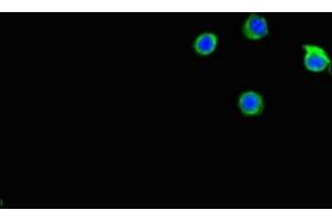 Immunofluorescent analysis of Hela cells using ABIN7146159 at dilution of 1:100 and Alexa Fluor 488-congugated AffiniPure Goat Anti-Rabbit IgG(H+L) (C2CD3 抗体  (AA 2079-2265))