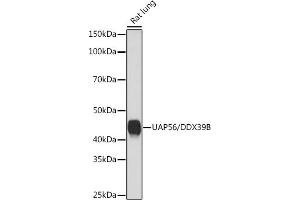 Western blot analysis of extracts of Rat lung, using U/DDX39B Rabbit mAb (ABIN7266696) at 1:1000 dilution. (DDX39B 抗体)