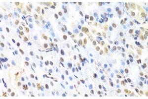 Immunohistochemistry of paraffin-embedded Rat kidney using RUNX1 Polyclonal Antibody at dilution of 1:100 (40x lens). (RUNX1 抗体)
