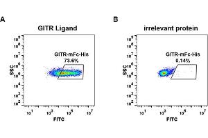 cell line transfected with irrelevant protein  (B) and human GITR Ligand  (A) were surface stained with Human GITR, mFc-His tagged protein (ABIN6961092, ABIN7042213 and ABIN7042214) 1 μg/mL followed by Alexa 488-conjugated anti-mouse IgG secondary antibody.