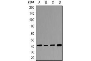 Western blot analysis of HAPLN4 expression in Jurkat (A), THP1 (B), mouse spleen (C), rat spleen (D) whole cell lysates. (HAPLN4 抗体)