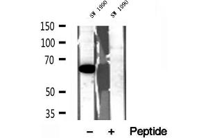 Western blot analysis of extracts of SW 1990 cells, using QSOX1 antibody. (QSOX1 抗体  (Internal Region))