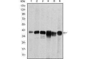 Western blot analysis using SMN1 mouse mAb against RAJI (1), Cos7 (2), Jurkat (3), K562 (4), Hela (5) and HepG2 (6) cell lysate. (SMN1 抗体)