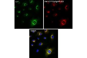 Immunofluorescence (IF) image for anti-Green Fluorescent Protein (GFP) antibody (DyLight 633) (ABIN7273062) (GFP 抗体  (DyLight 633))