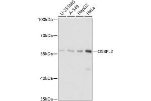 Western blot analysis of extracts of various cell lines, using OSBPL2 antibody (ABIN7269137) at 1:1000 dilution. (OSBPL2 抗体  (AA 291-480))