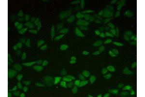 Detection of LXN in Human Hela Cells using Polyclonal Antibody to Latexin (LXN)