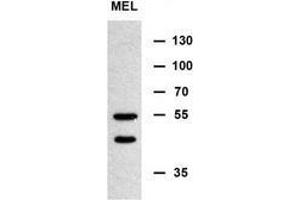 Western blot analysis of MINPP1 Antibody (N-term) in murine erythroleukemia cell line lysates (35ug/lane). (MINPP1 抗体  (N-Term))