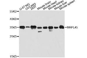Western blot analysis of extracts of various cell lines, using MRPL45 antibody. (MRPL45 抗体)