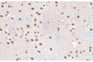 Immunohistochemistry of paraffin-embedded Mouse brain using RBM3 Polyclonal Antibody at dilution of 1:100 (40x lens). (RBM3 抗体)