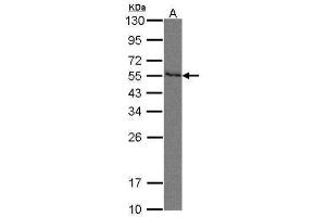 WB Image Sample(30 μg of whole cell lysate) A:293T 10% SDS PAGE antibody diluted at 1:500 (PVRL2 抗体  (Center))