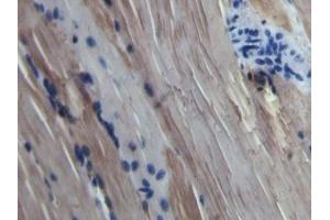 Detection of MYO in Bovine Skeletal muscle Tissue using Polyclonal Antibody to Myoglobin (MYO) (Myoglobin 抗体  (AA 1-154))