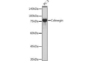Western blot analysis of extracts of PC-3 cells, using Calmegin Rabbit mAb (ABIN7266026) at 1:1000 dilution. (Calmegin 抗体)